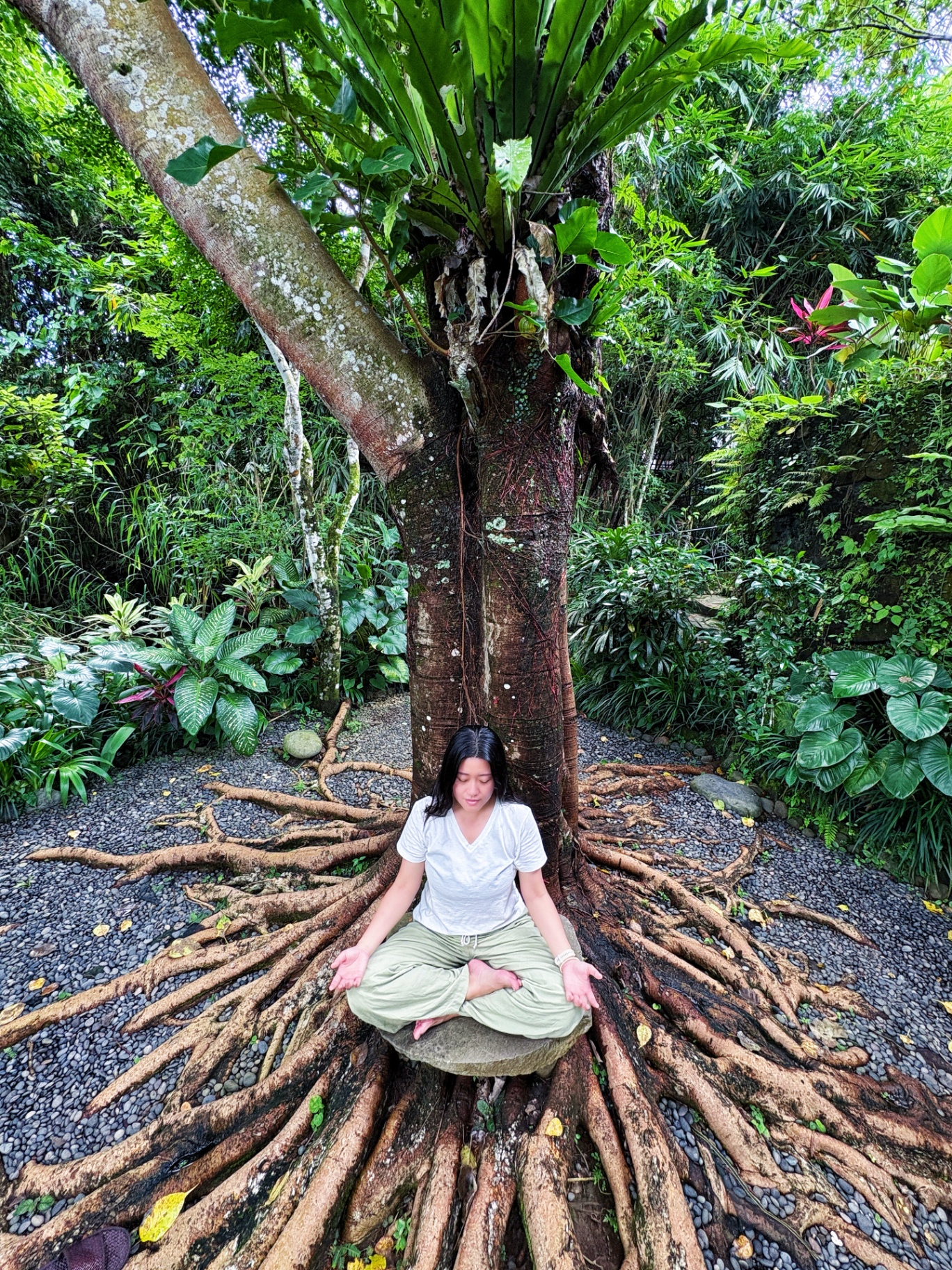 Erin meditating at the base of a bodhi tree
